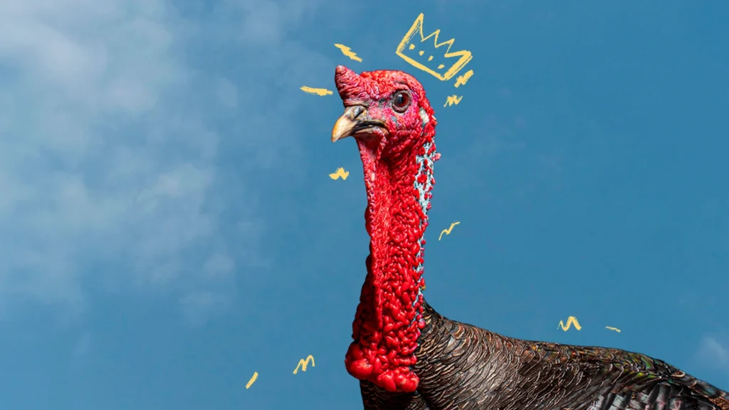 ñame magazine, totol