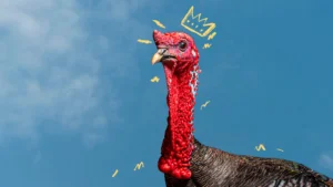 ñame magazine, totol