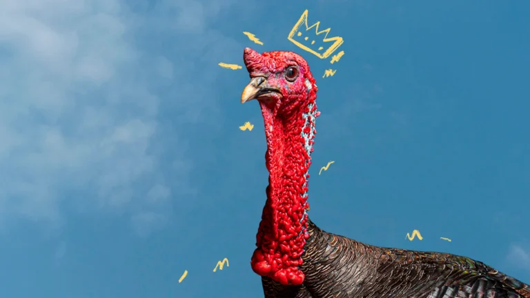 TOTOL: REY, SANTO Y PECADO