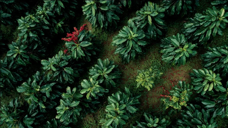 CAFÉ ROBUSTA VS ARÁBICA